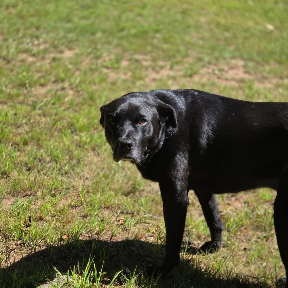 Meet your Posher, Josh